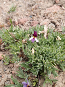 Viola beckwithii indicator of shallow soiled rock flow areas on mountaintops