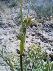 Yampa flower emergence (Perideridia bolanderii)