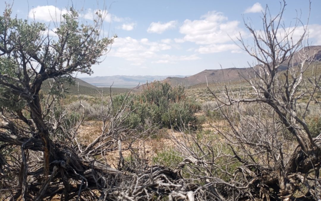 Botany as Archaeology, to Stop a Lithium Mine