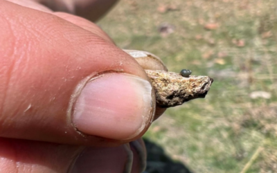 Conservation group ask feds to list rare NV springsnail as endangered due to lithium mine