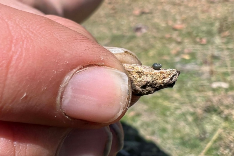 Conservation group ask feds to list rare NV springsnail as endangered due to lithium mine